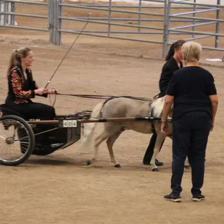Miniature Horses to Amaze