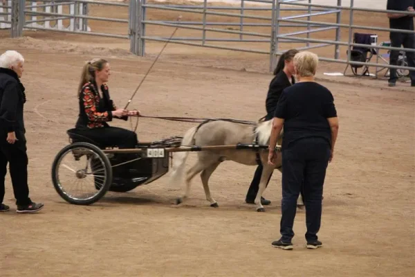 Miniature Horses to Amaze
