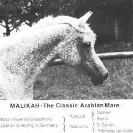 Malikah