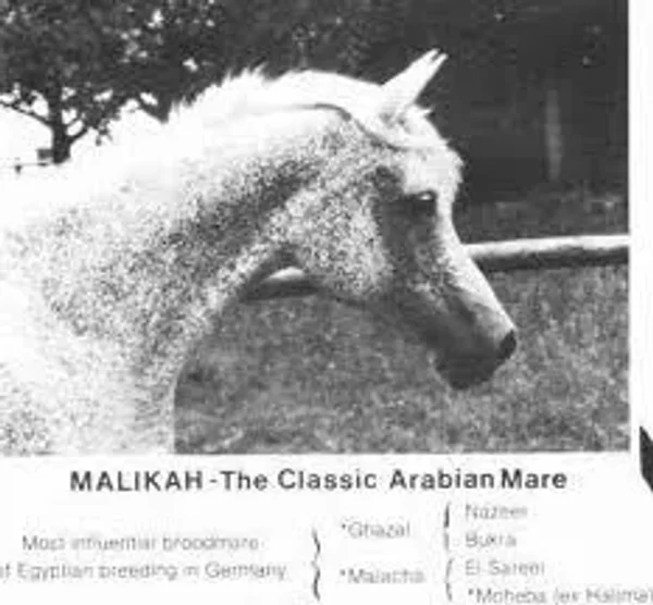 Malikah