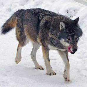 Wolf