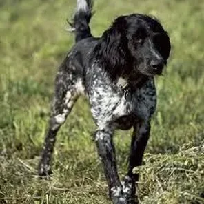 Large Münsterländer