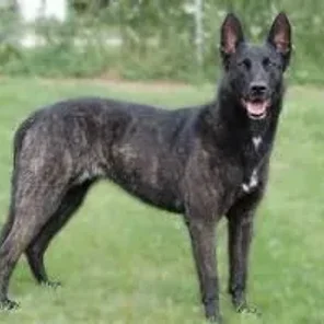 Dutch Shepherd