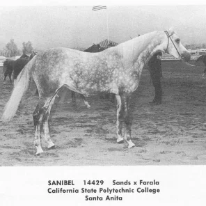 SANIBEL