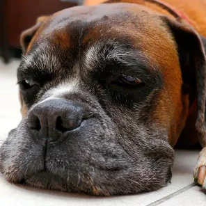 Healthy Nutrition for Your Senior Dog