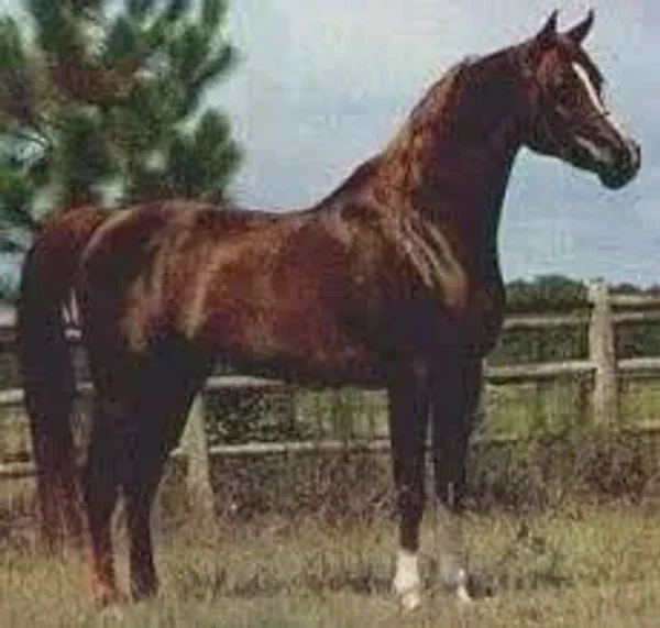 Faleh