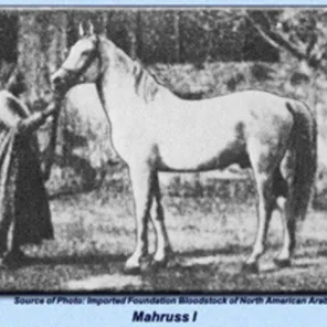 Mahruss