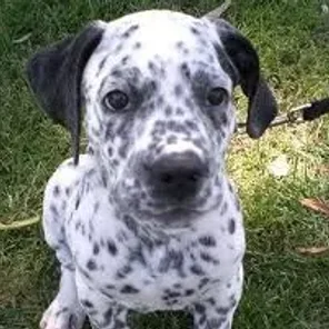 Bullmatian (Designer Dog)