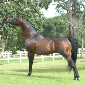 KF Bey Apache