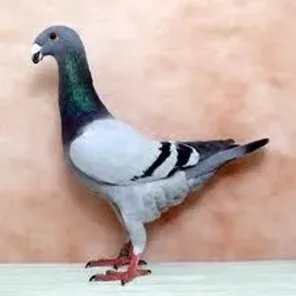 German Beauty Homer