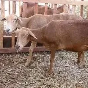 Morada Nova