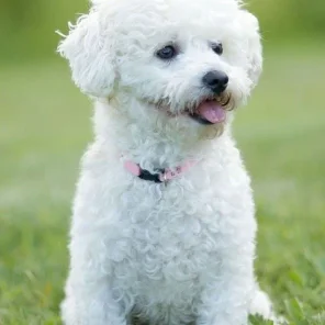20 Low Maintenance Dog Breeds For You - Part I