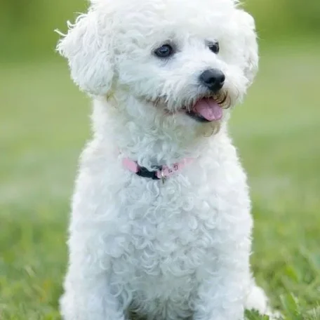 If you have always longed to have a canine pet and have not been able to do so because of lack of time, then think again. There are a few Low Maintenance Dog Breeds.