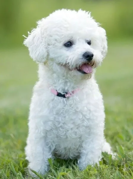 If you have always longed to have a canine pet and have not been able to do so because of lack of time, then think again. There are a few Low Maintenance Dog Breeds.