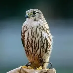 Falcon