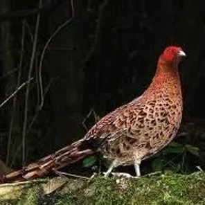 Copper Pheasant