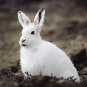 Arctic Hare (or Polar Rabbit)