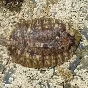 Flatfish