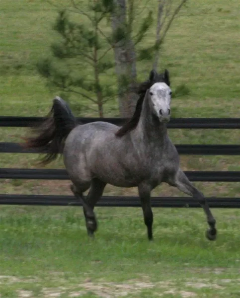 Luxemere Livia