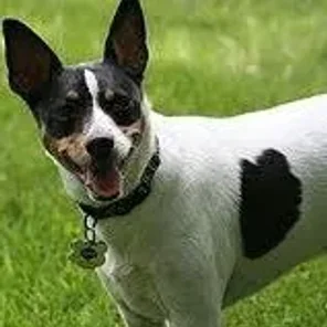 Ratshire Terrier (Designer Dog)