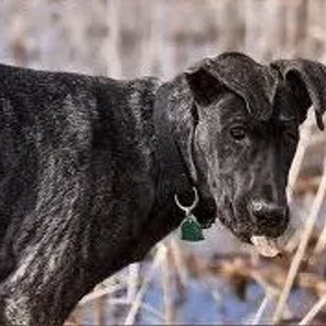 Irish Dane (Designer Dog)
