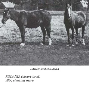 Rodania