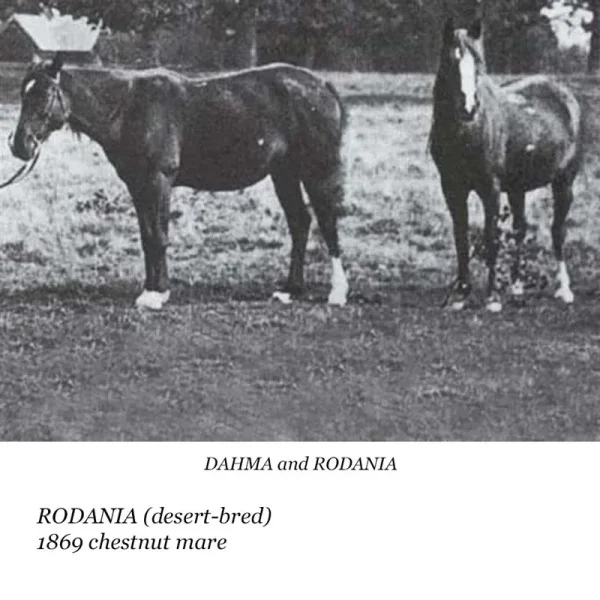 Rodania