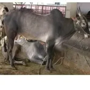 Halikar