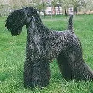 Kerry Blue Terrier