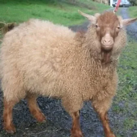 The Pygora goat is a breed of fiber goat that originated from Crossing the registered NPGA Pygmy goat and the white AAGBA Angora goat. Pygora goats produce three distinct kinds of fleece. Pygoras are fiber goats along with the Angora goat, Cashmere goat.