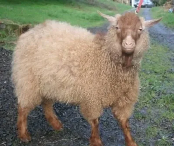 The Pygora goat is a breed of fiber goat that originated from Crossing the registered NPGA Pygmy goat and the white AAGBA Angora goat. Pygora goats produce three distinct kinds of fleece. Pygoras are fiber goats along with the Angora goat, Cashmere goat.