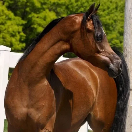 Momentica SD a beautiful 2008 daughter of Shahllenger, out of the mare Mystic Momentt.