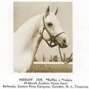 INDRAFF