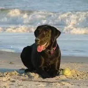 Labahoula (Designer Dog)