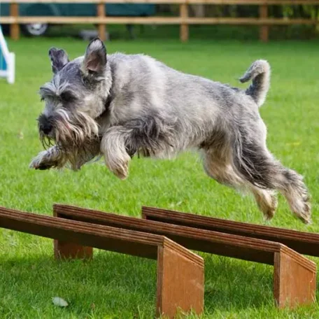 canine agility