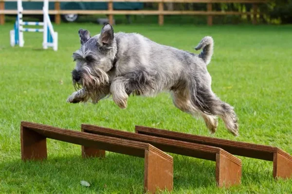 canine agility