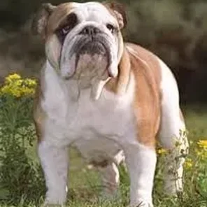 Bulldog