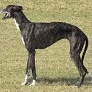 Kaikadi