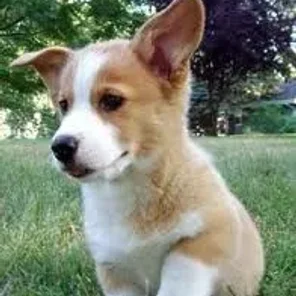 Corillon (Designer Dog)