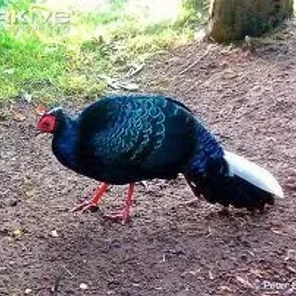 Vietnamese Pheasant