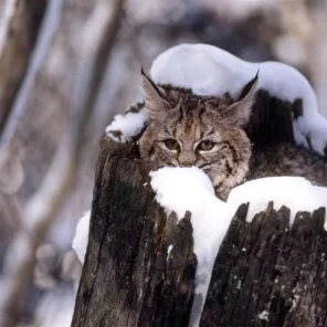 Animals in Winter We Domesticate