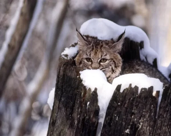 Animals in Winter - the contrast creates some of the most beautiful pallets