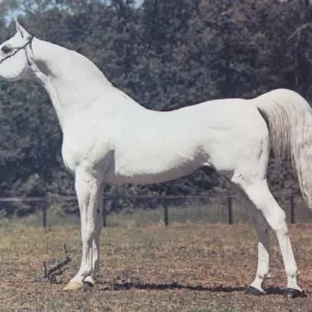ANSATA ABU SUDAN