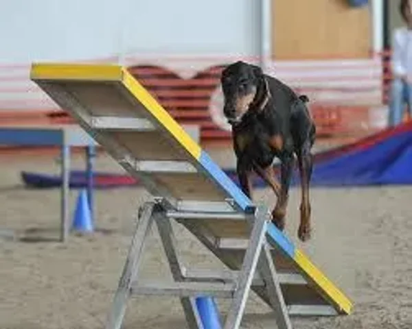 canine agility