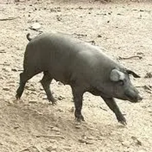 Iberico