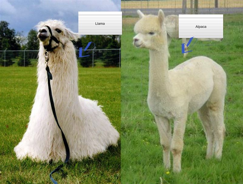 Alpaca vs Llama, What are the Differences??