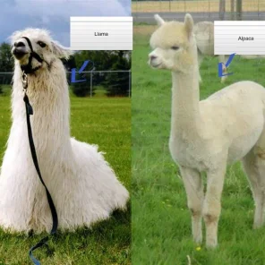 Alpaca vs Llama, What are the Differences??