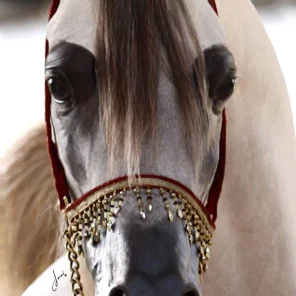 Hariry Al Shaqab