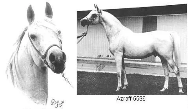 AZRAFF