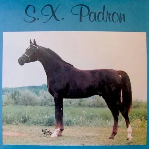 SX PADRON